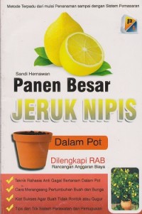 Panen besar jeruk nipis dalam pot dilengkapi RAB (Rancangan Anggaran Biaya)